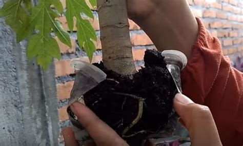 Cara Cangkok Pepaya 5 Cara Mencangkok Pepaya Agar Cepat Berbuah Papaya Tree Grafting