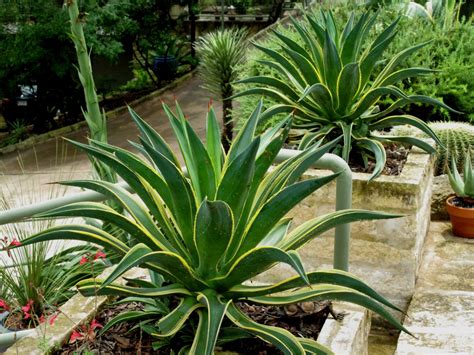 This cactus variety will not survive a hard frost, but if there is a risk of freezing temperatures it can be brought indoors to grow on a sunny window sill or under a grow light. Agave and Cactus | La Tejana Trees