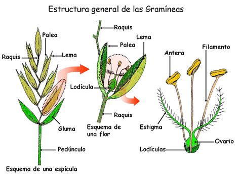 Sobre Esto Y Aquello Flores Sencillas Pero Maravillosas