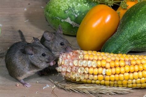 Rats are fairly opportunistic feeders. What Do Pet Mice Eat? (Here's What I Feed Mine) - Pet Mice ...