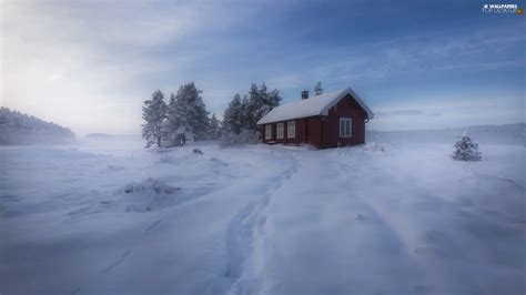 Ringerike Municipality Norway Winter Trees Snow Fog Forest House