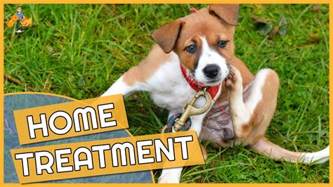 How to control grass allergies in dogs? Dog Skin Allergy Home Remedies - Cure their Itch! - YouTube