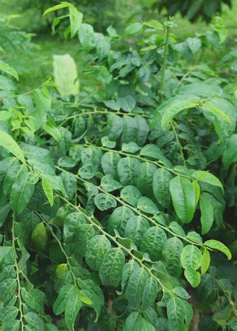 Katuk Plant Sauropus Androgynus Rare Herb Sow Exotic