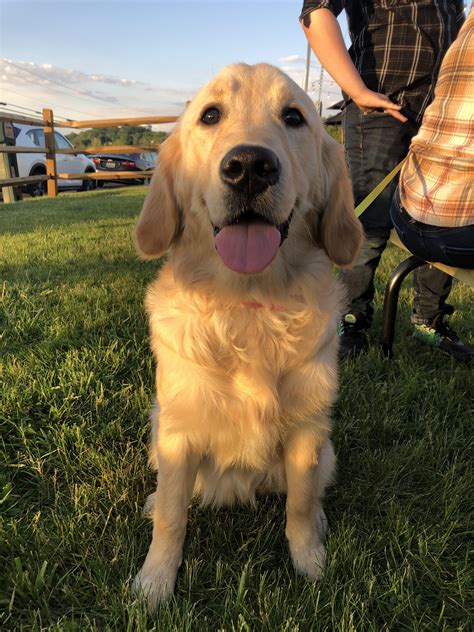 I Cant Believe Shes 6 Months Old Already Goldenretrievers
