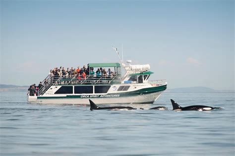 Victoria Whale Watching Tour On A Covered Vessel 2023
