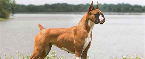 Boxer Dog Breed Information And Pictures Livelife