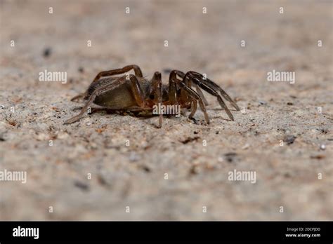 Prowling Spider Of The Species Teminius Insularis Stock Photo Alamy