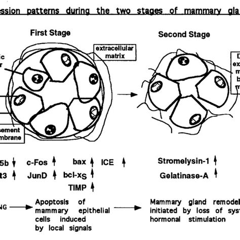 Model Of Mammary Gland Involution Download Scientific Diagram
