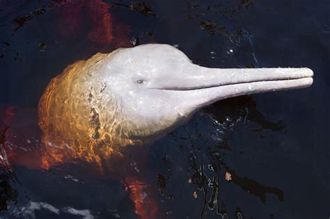 Amazon River Dolphin Facts Pictures And Information For Kids And Adults