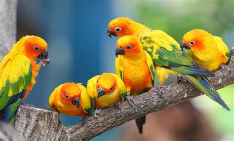 Baby Parrot Background Wallpapers 19740 Baltana