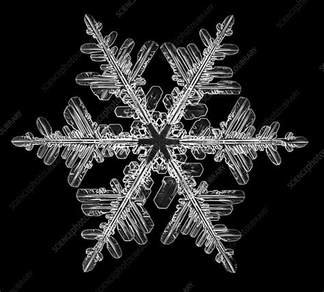 Snowflake Light Micrograph Stock Image C0232415 Science Photo
