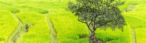 Araliya Rice Paddy Cultivation In Sri Lanka