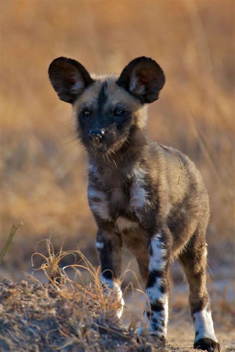 African Wild Dog Facts And Photos African Wild Dog Wild Dogs