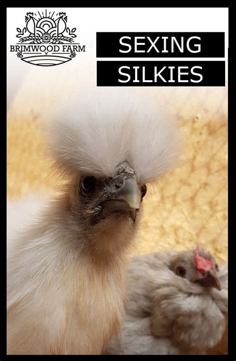 How To Sex Silkie Chickens Artofit