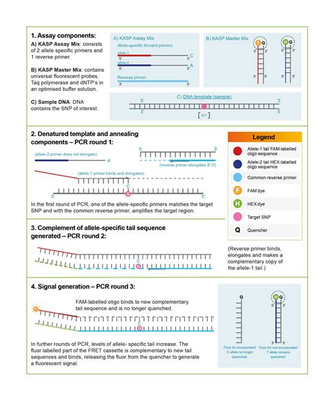 Kasp Genotyping Bi Allelic Discrimination