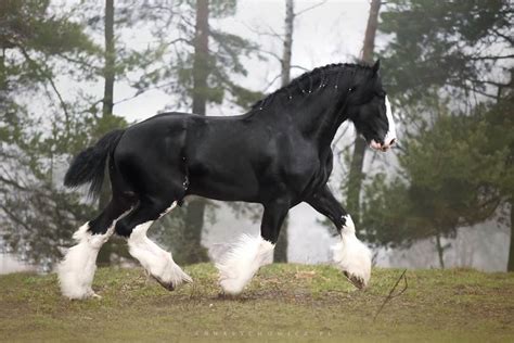 Shire Stallion Clydesdale Horses Horses And Dogs Beautiful Horses