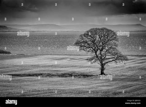 Single Tree Casting A Shadow Stock Photo Alamy