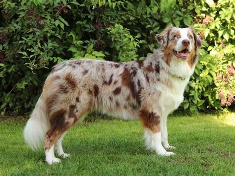 First and foremost, the australian shepherd is a true working stockdog, and anything that detracts from his usefulness as such is undesirable. RED MERLE australian shepherd - Google Search | au... - # ...