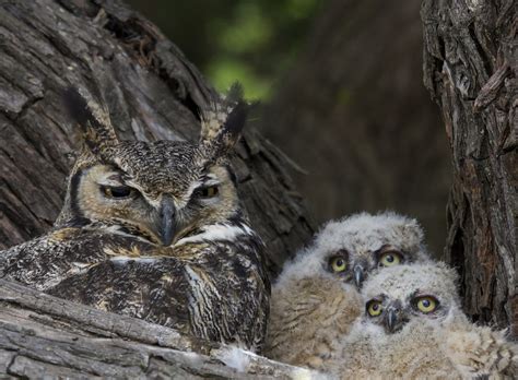 Facts About The Great Horned Owl Including A Winter Baby Jake S Nature Blog