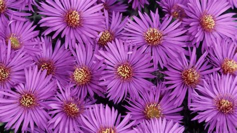Wallpaper Asters Flowers Purple Petals Close Up Hd Picture Image