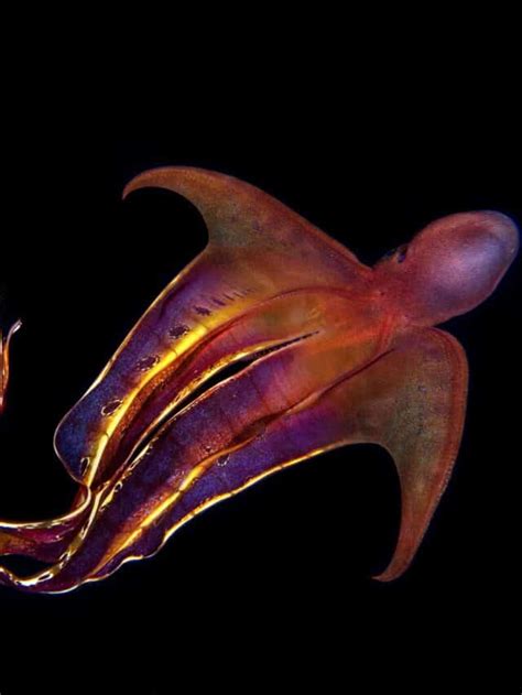 Fun Facts About The Female Blanket Octopus Story Octonation The