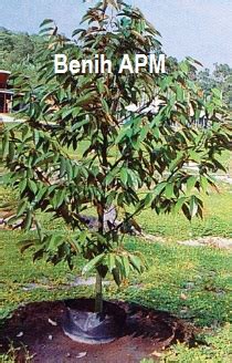 Buah durian musang king berwarna kuning menyala. Anim Agro Technology: DURIAN MUSANG KING - 30 BULAN BERBUAH?