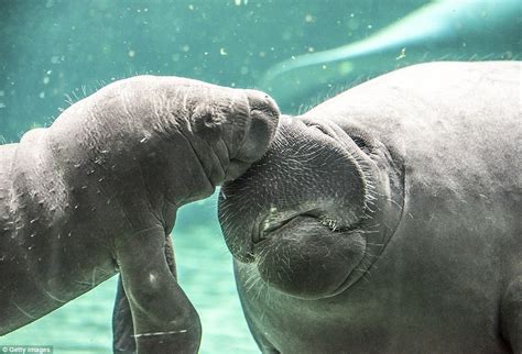 Baby Manatee And Mum Make Public Appearance At Genoa Aquarium Italy