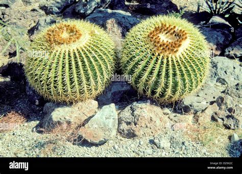 Arizona Barrel Cactus Plant Stock Photo Alamy