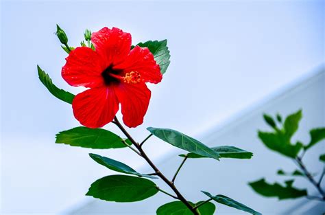 Check spelling or type a new query. wdf - wupper digitale fotografie - Botanischer Garten RUB ...