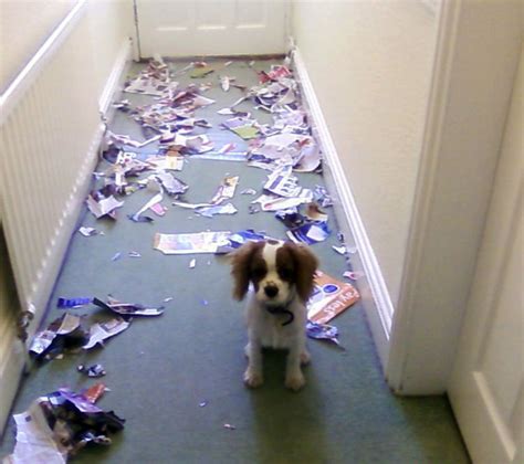 15 Guilty Dogs Who Were Caught In The Act By Their Humans