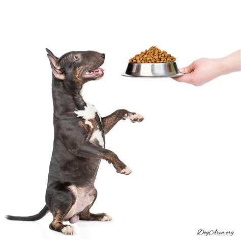 We're reviewing the best low sodium dog foods to help you find a healthy choice for your pup! What Is the Best Low Sodium Dog Food? - DogArea