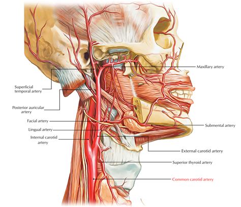 The carotid artery pulse can normally be felt in the neck by pressing the fingertips against the side of the windpipe, or trachea. Easy Notes On 【Common Carotid Arteries】Learn in Just 4 Minutes! - Earth's Lab