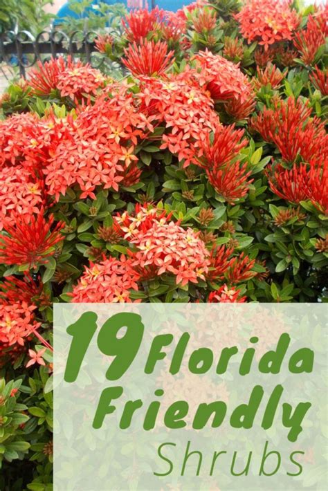 Fl Flowering Shrubs Florida Native Wildflowers Plants Plant Obedient
