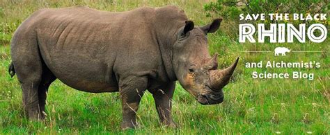 Saving The Black Rhino Project August 2013
