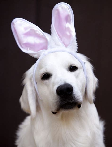 Premier golden retriever breeders for golden retriever puppies in four colors white cream, light blonde, caramel, and auburn. Golden Retrievers dogs golden retriever puppies golden ...