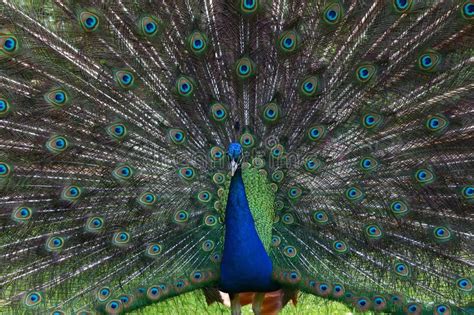 Male Peacock Displaying Its Colorful Tail Feathers Stock Image Image