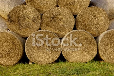 Stacked Straw Bales Stock Photo Royalty Free Freeimages