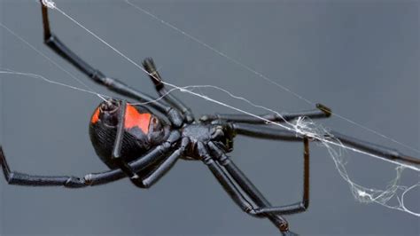 How To Get Rid Of Black Widows Obrien Pereve