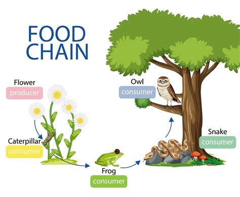 Download Food Chain Diagram Concept For Free Food Chain Diagram Food