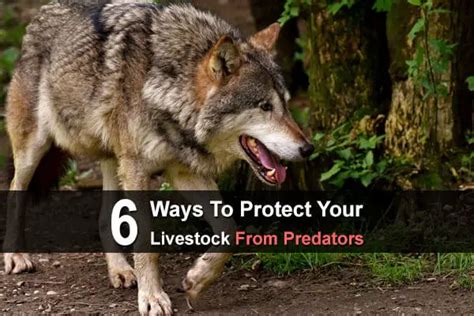 6 Ways To Protect Your Livestock From Predators Homestead Survival Site