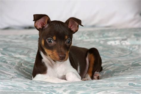 5 Fun Facts About Rat Terriers Greenfield Puppies