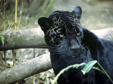 Black Jaguars Are The Most Badass Cat And Possibly The