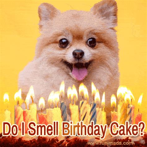 Do I Smell Birthday Cake Funny Dog And Cake Happy Birthday 