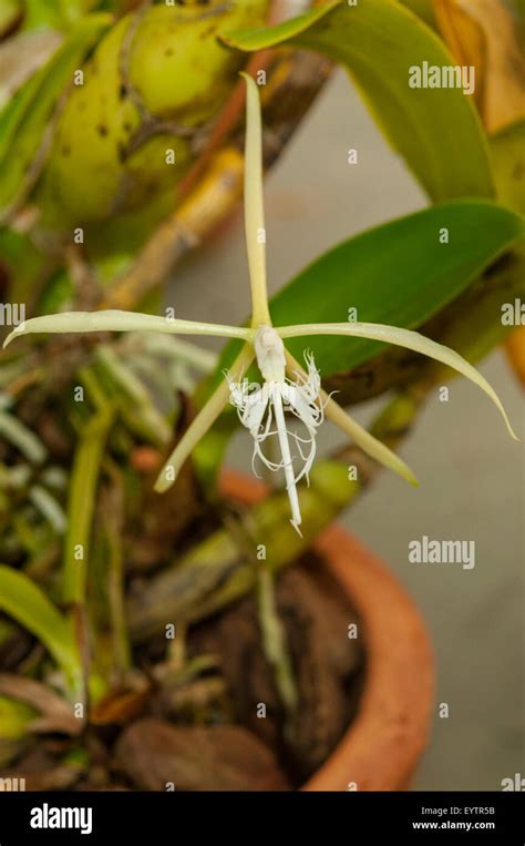 White Egret Orchid Habenaria Radiata Hi Res Stock Photography And