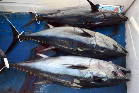 Overfishing is wiping out bluefin tuna — so the US is ...