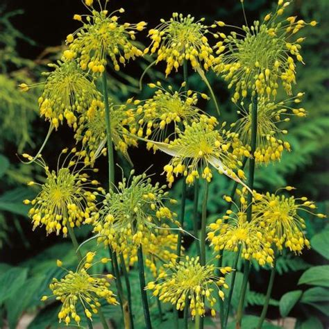 Allium flavum Ail d ornement à fleurs jaunes Bulbe