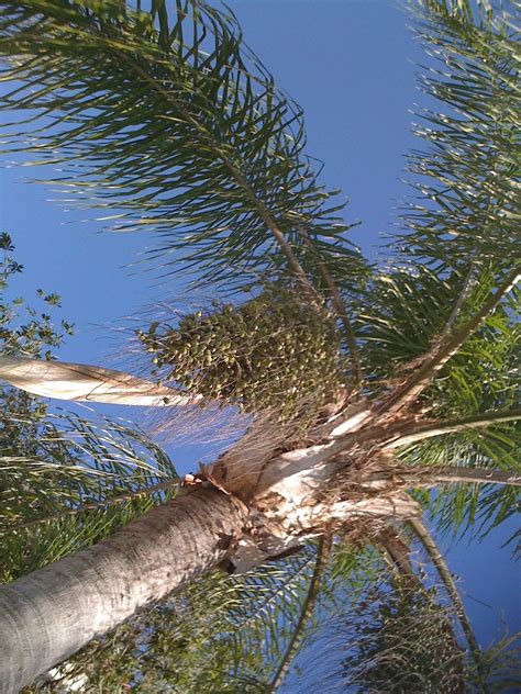 florida palms at Hudson Florida | Hudson florida, Florida, Travel