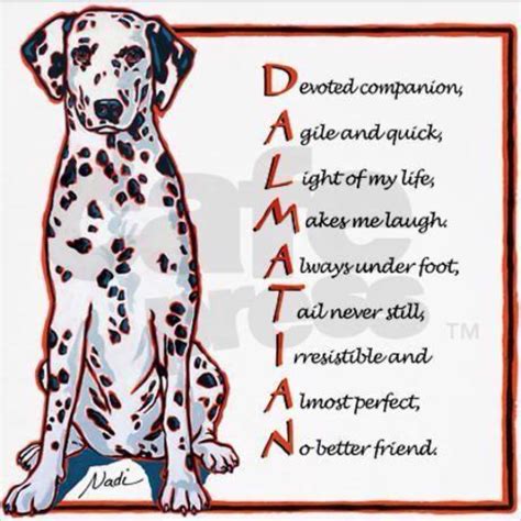 Definition Of Dalmatian Dalmatian Dogs Dalmatian Puppy Dog Facts