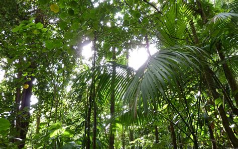 The Under Canopy Layer Of The Rainforest Facts About Understory Layer