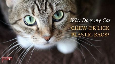 There are many dangers, so offer your cat safer alternatives. Why Does My Cat Chew or Lick Plastic Bags?